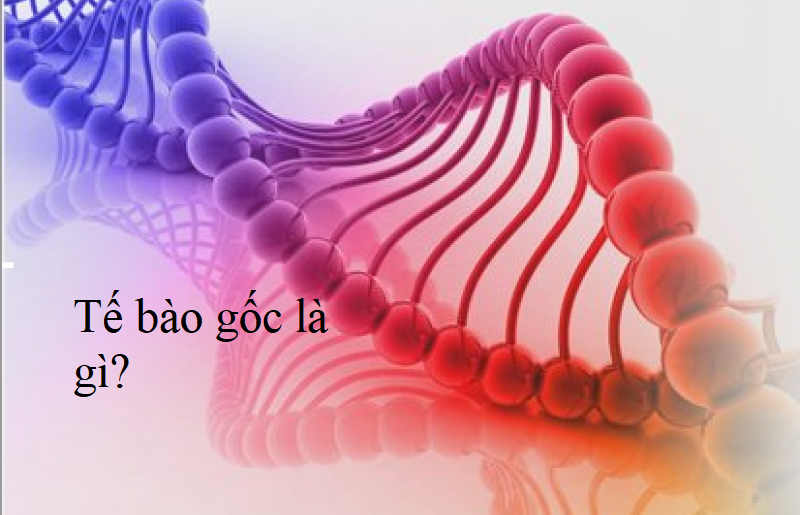 tế bào gốc