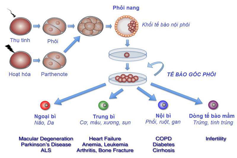 tế bào gốc phôi