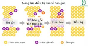 ý nghĩa của tế bào gốc