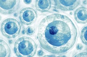 có mấy loại tế bào gốc