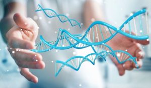 Tế bào gốc nội sinh 